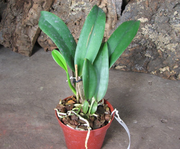 Brassolaeliocattleya Mother 'Aunt Yow'.JPG