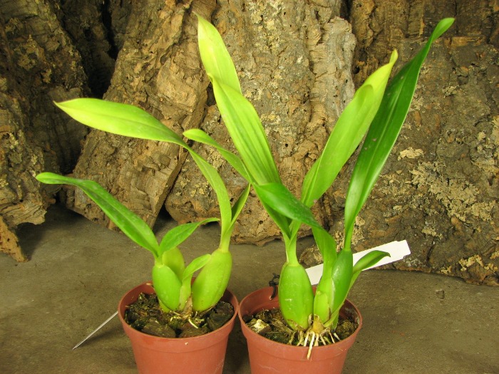 Oncidium Namboh Waltz 'Boso Sweet'.JPG