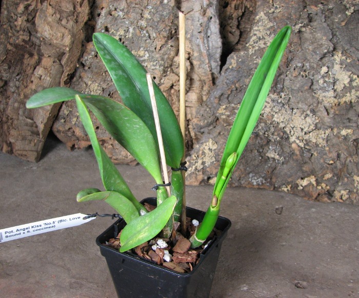 Potinara Angel Kiss 'No.5' (Blc. Love Sound x S. coccinea).JPG