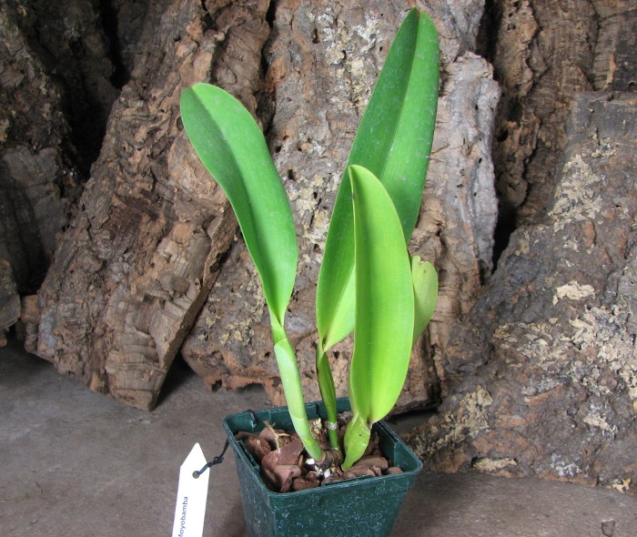 Cattleya rex var. Moyobamba.JPG