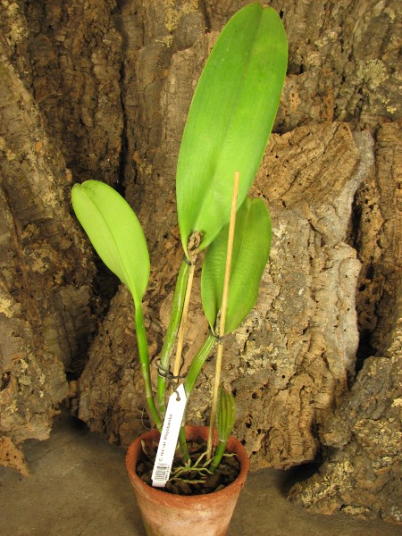 Cattleya rex var. Moyobamba.JPG