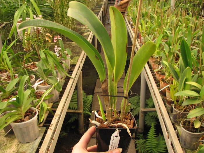 Brassolaeliocattleya Sanyang Ruby 'Grand Dragon' x (Blc. Angkinantana x Lc. Phai-Loeng Waianae).JPG