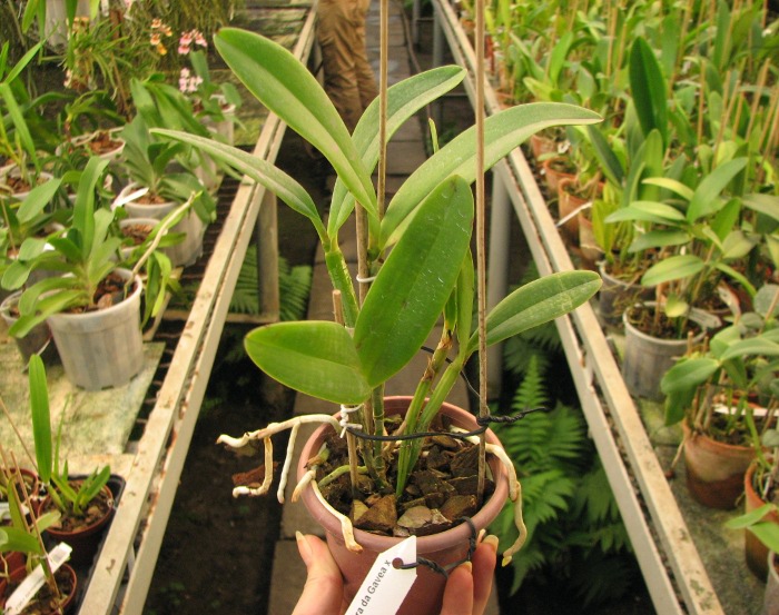 Cattleya Cantagalo (Pedra da Gavea x Kerchoveana).JPG