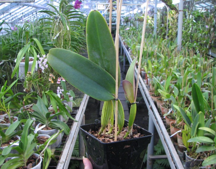 Cattleya warneri escura 'Corrego D'antas' x Cattleya warneri escura integra orlata.JPG