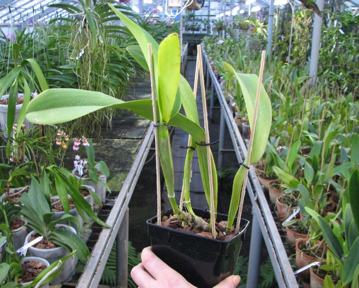 Cattleya warneri semi alba 'Pedra Azul' x Cattleya warneri semi alba 'Nr. 1'.JPG