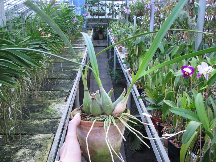 Encyclia adenocaula.JPG