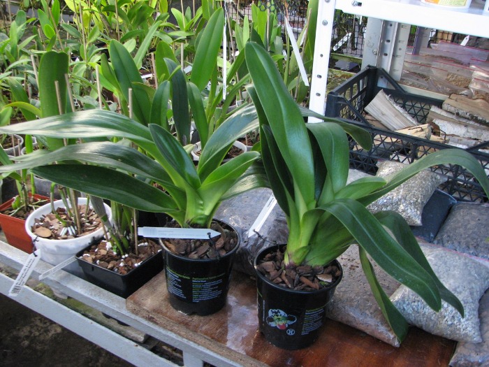 Paphiopedilum Bajazzo x Junior World x Acapulco.JPG