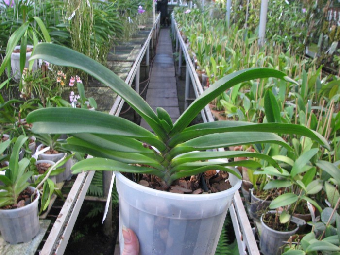 Rhynchostylis gigantea red.JPG
