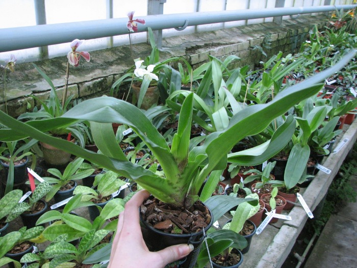 Paphiopedilum Lippewunder hybrid.JPG