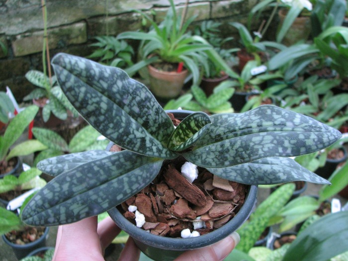Paphiopedilum Ho Chi Minh (delenatii x vietnamense).JPG