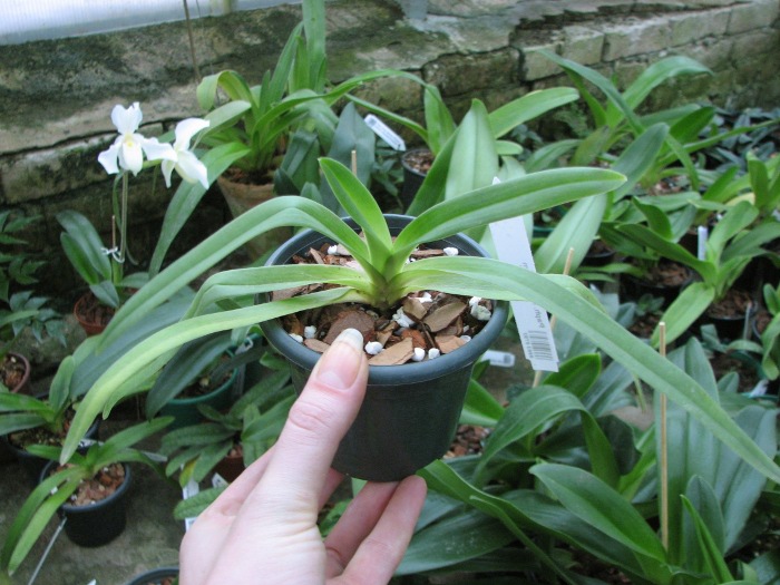 Paphiopedilum fairrieanum.JPG