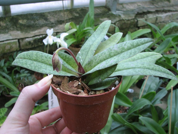 Paphiopedilum bellatulum x spicerianum.JPG
