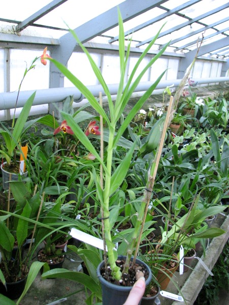 Thunia venosa.JPG