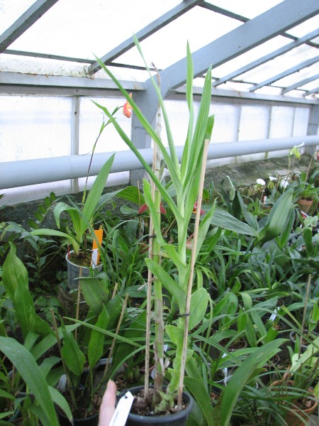 Thunia marshalliana.JPG