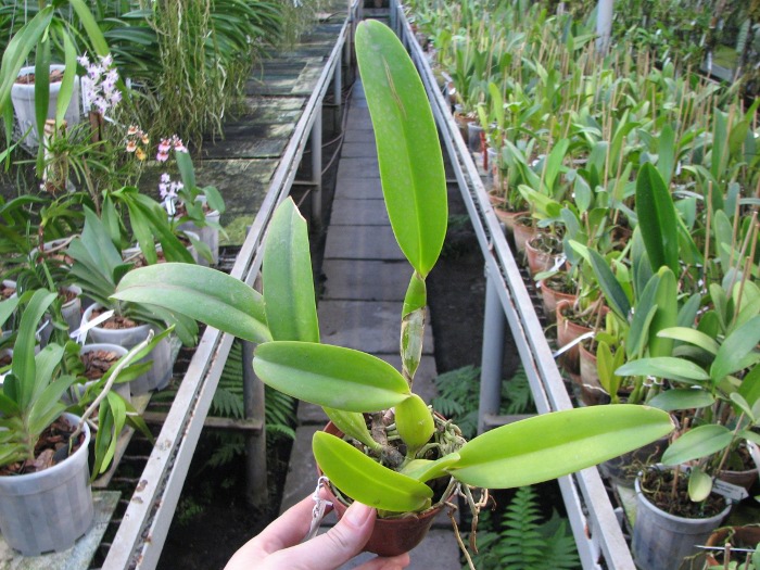 Cattleya trianae 'Sangre de Toro II' (25-8) x Cattleya trianae tipo 'Martinelli' (78-8).JPG