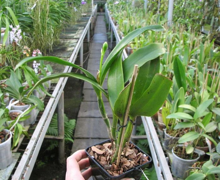 Epicattleya Siam Jade 'Avo' (Cattleya Penny Kuroda x Epicattleya Vienna Woods).JPG