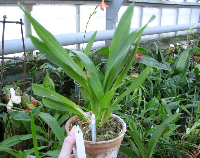 Huntleya burtii.JPG
