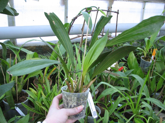 Sievekingia reichenbachiana.JPG