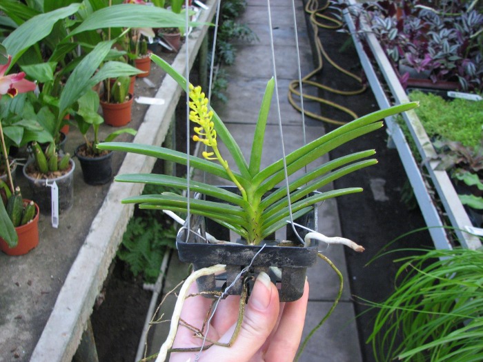 Ascocentrum miniatum.JPG