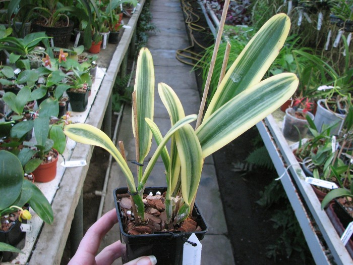 Cattleya Sedlescombe 'Variegated' (Annette x Suavior).JPG