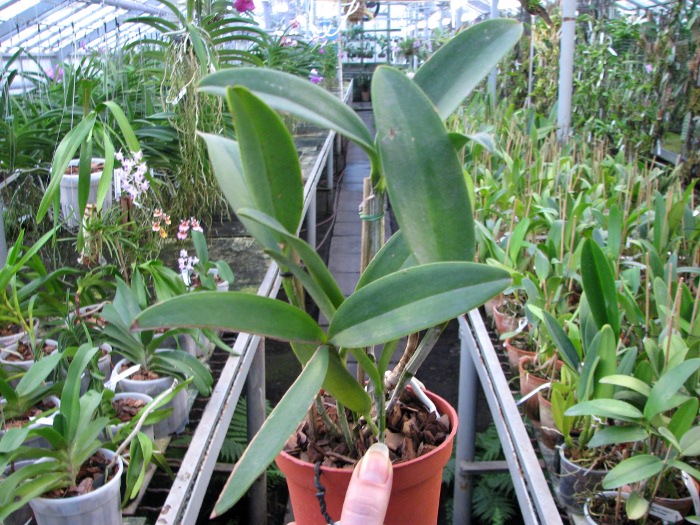 Cattleya Korat Spot.JPG