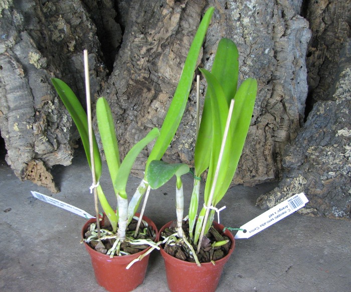 Cattleya mendelii semi-alba 'Carlos Arango' x self.JPG