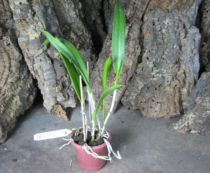 Brassocattleya Binosa 'Lynn' x Cattleya Fascelis 'Autumn Leaves'.JPG