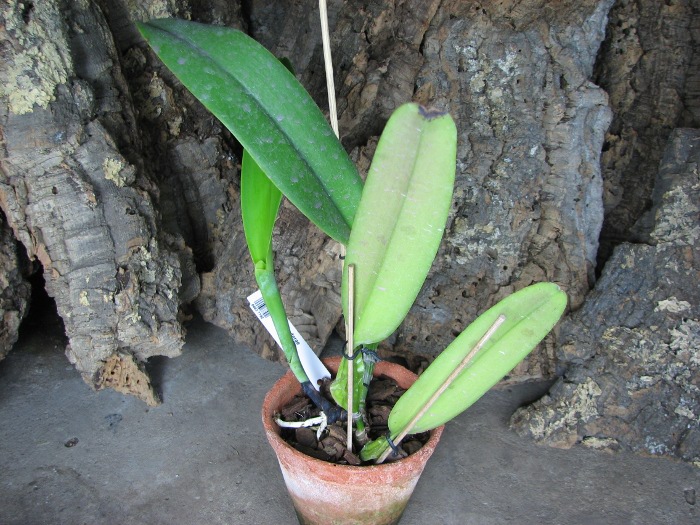 Cattleya schroederae.JPG
