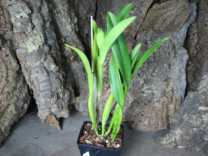 Rhyncholaeliocattleya Golf Green 'Lu-Chi' (OG).JPG