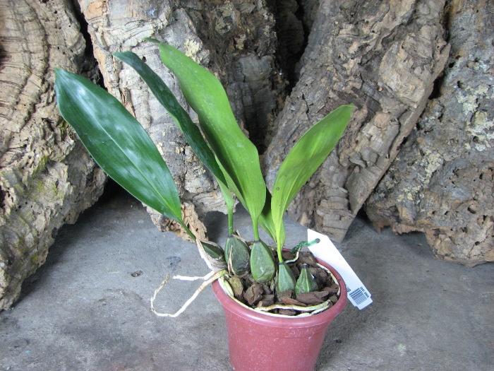 Bifrenaria harrisoniae.JPG