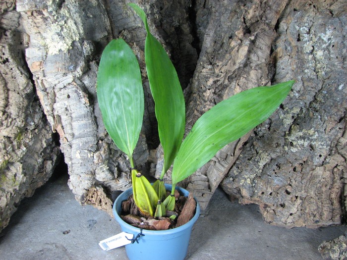Bifrenaria fuerstenbergiana alba.JPG