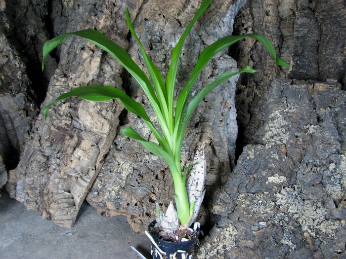Catasetum pileatum hybrid.JPG