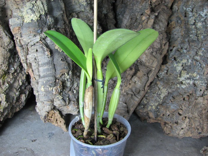 Cattleya lueddemanniana tipo 'Royal Flash' x Cattleya lueddemanniana tipo 'Drago'.JPG