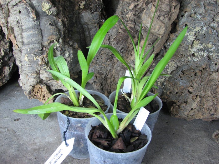 Odontoglossum Hans Koch x Odontocidium Tiger Crow 'Golden Gate'.JPG