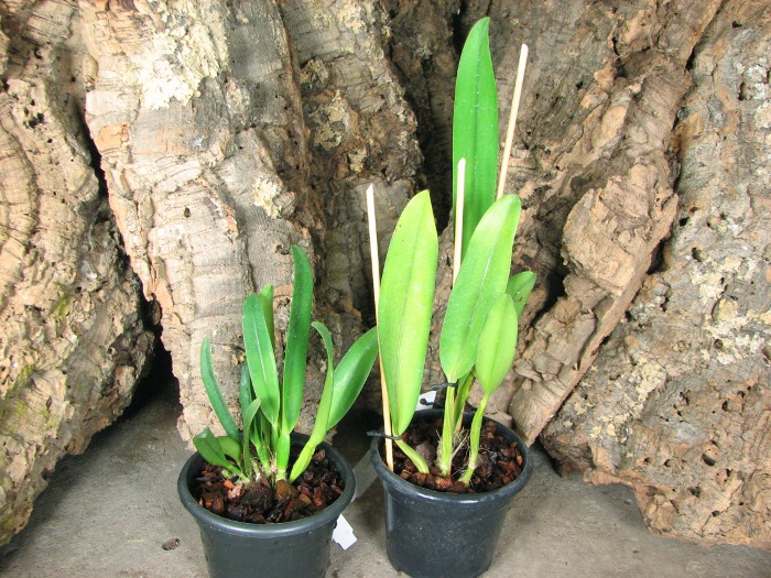 Cattleya quadricolor escura 'Sombrero' XXXX.JPG