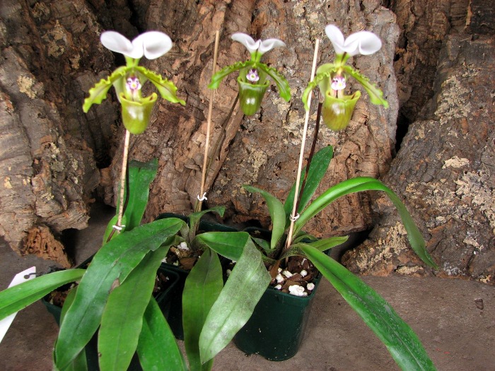 Paphiopedilum spicerianum.JPG