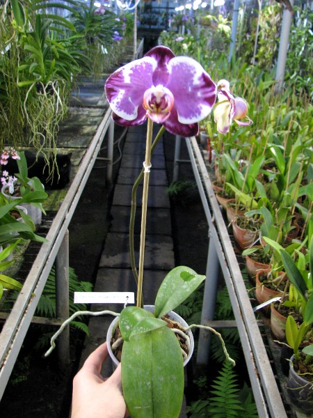 Doritaenopsis Ruey Lih Queen 'ORCHIS'.JPG