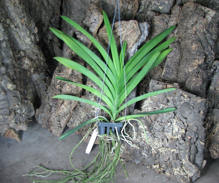 Ascocenda Kulwadee Fragrance.JPG