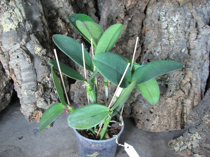 Cattleya violacea.JPG