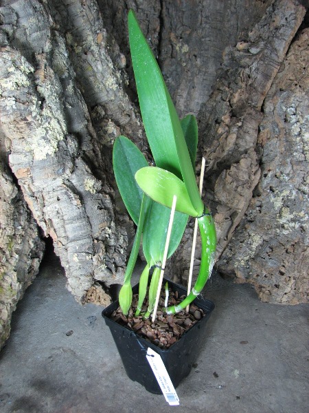 Cattleya labiata alba x Cattleya labiata roxo bispo 'Urbano'.JPG