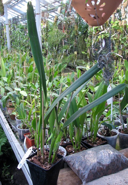 Laelia purpurata (Schusteriana x aco do Clito).JPG