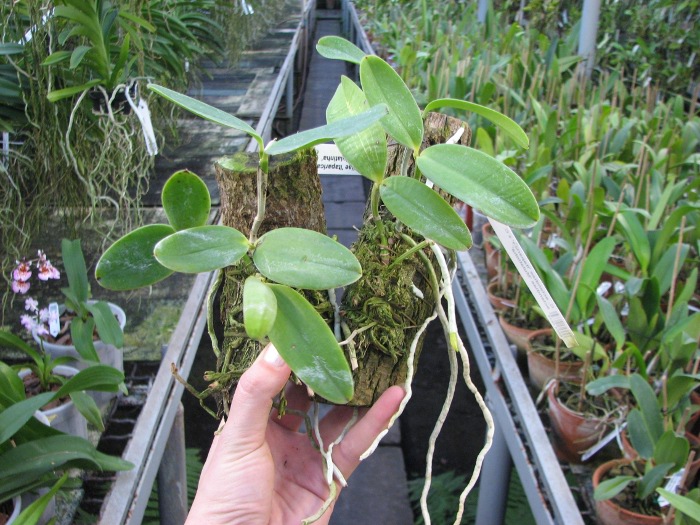 Cattleya aclandiae 'Itaparica' x Cattleya aclandiae 'Mulatinha'.JPG