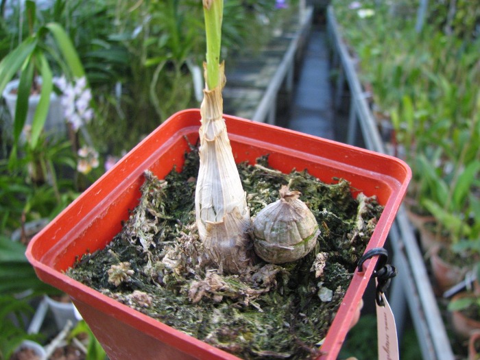 Monnierara Millenninum Magic 'Witchcraft' (Ctmchs. Midnight Jem x Mormodes sinuta).JPG
