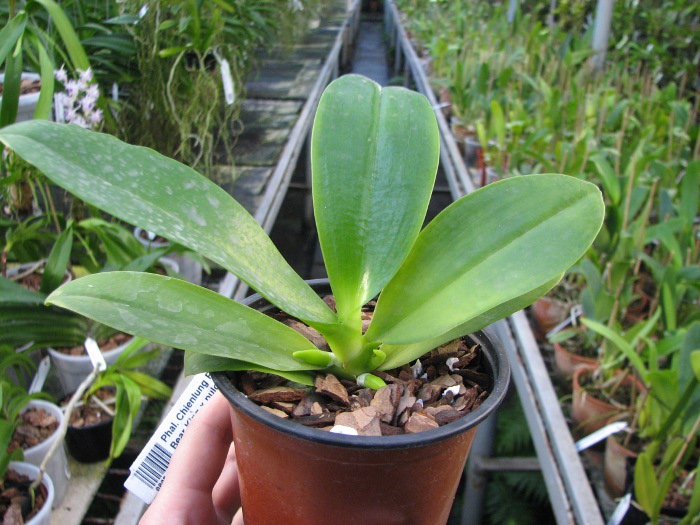 Phalaenopsis Chienlung Red King (Ld's Bear King x pulchra).JPG