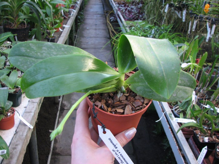 Phalaenopsis David Lim (P. amboinensis x P. gigantea).JPG