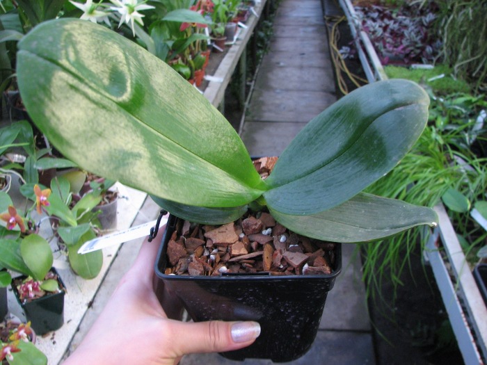 Phalaenopsis Fusheng's World 'FS'.JPG