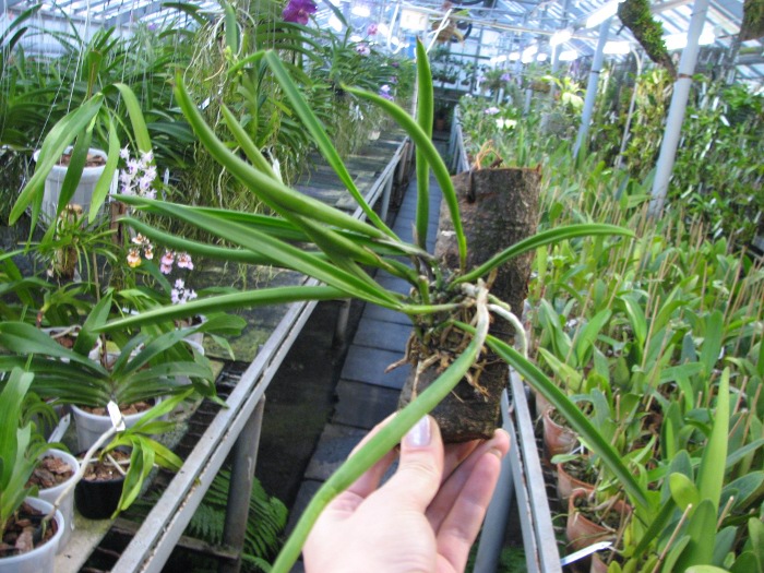 Brassavola nodosa.JPG