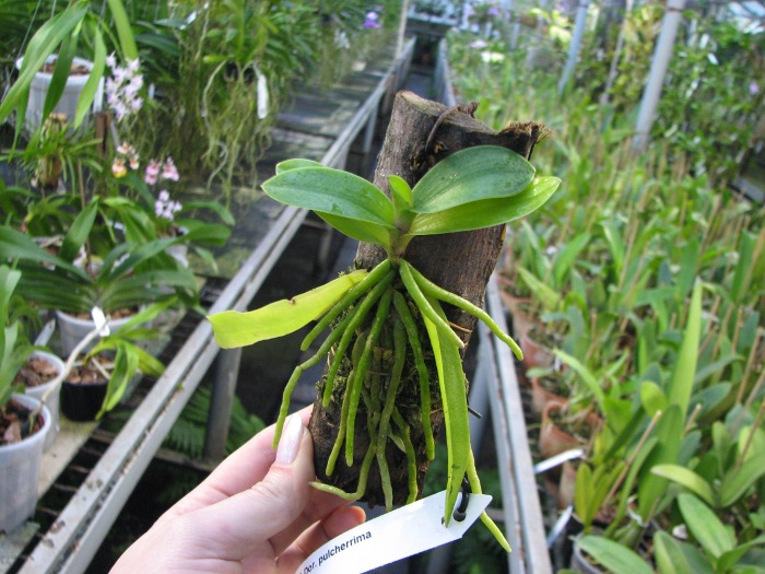 Doritis pulcherrima.JPG