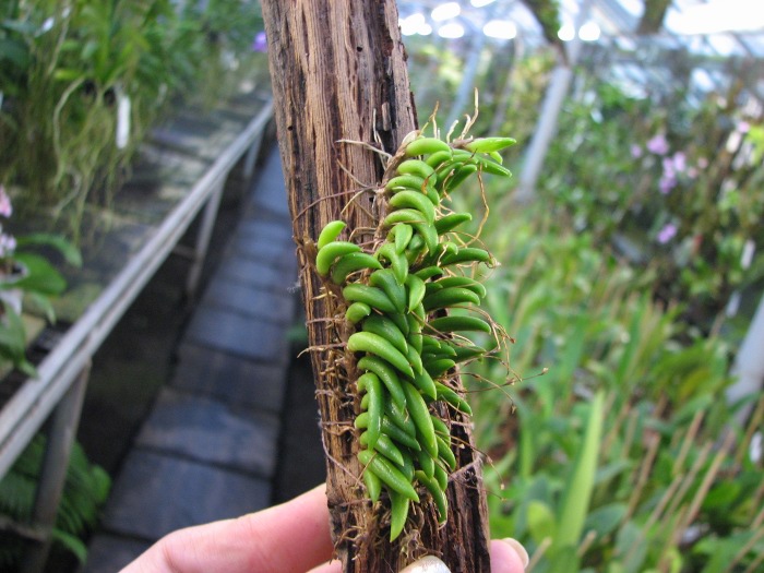 Pleurothallis leptotifolia.JPG