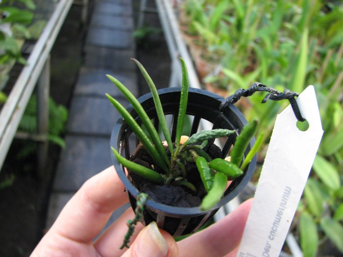 Dendrobium cucumerinum.JPG